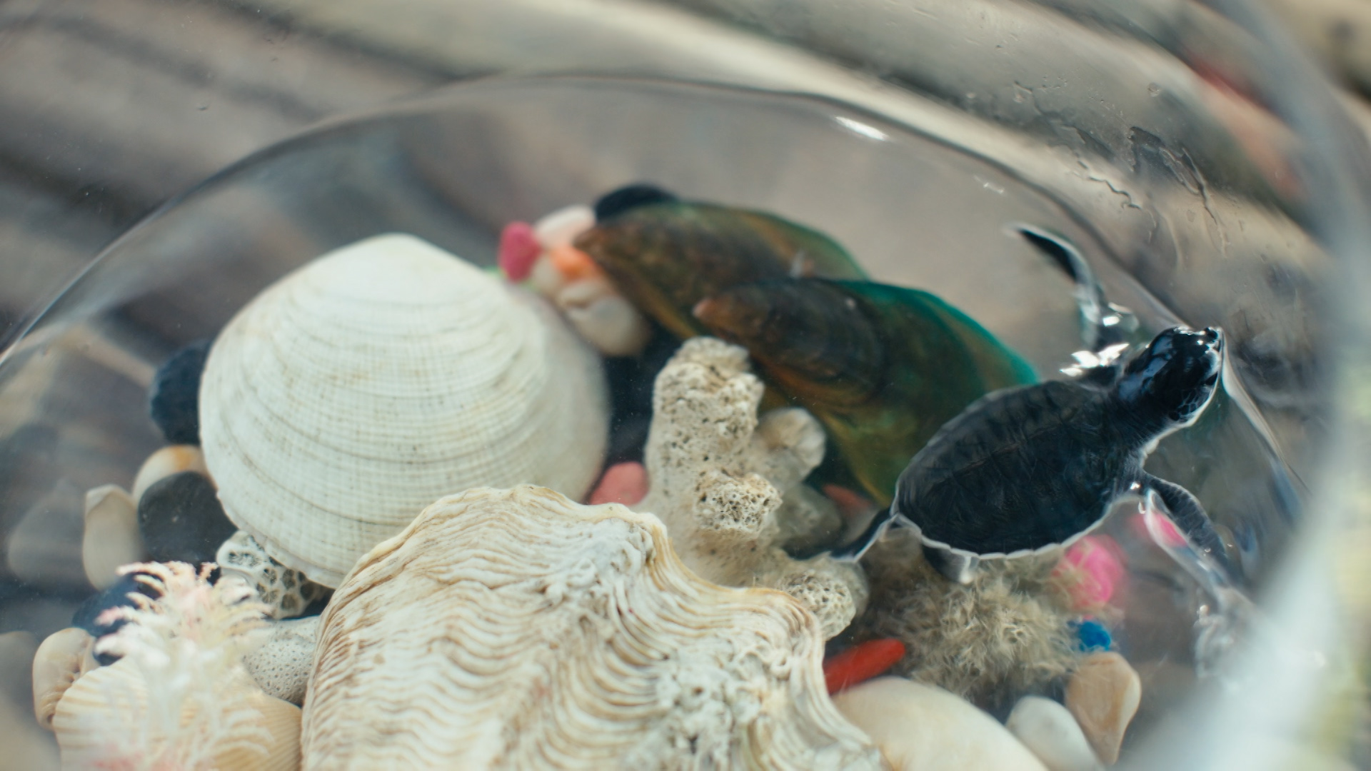 the boy and the voyager still4